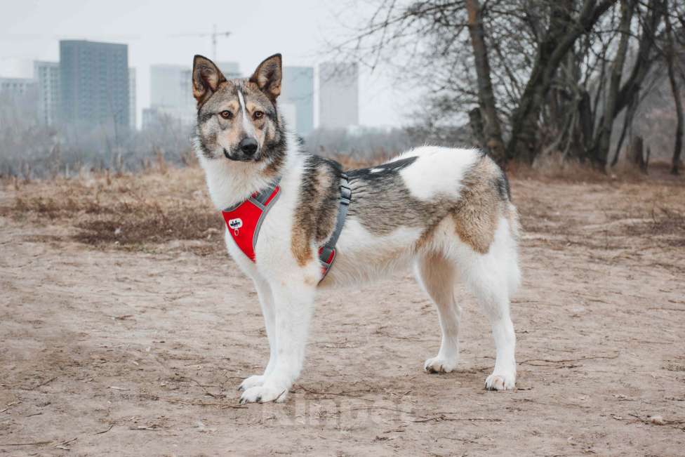 Собаки в Москве: Лайма - бывшедомашняя ласковая красавица из приюта в добрые руки  Девочка, Бесплатно - фото 7