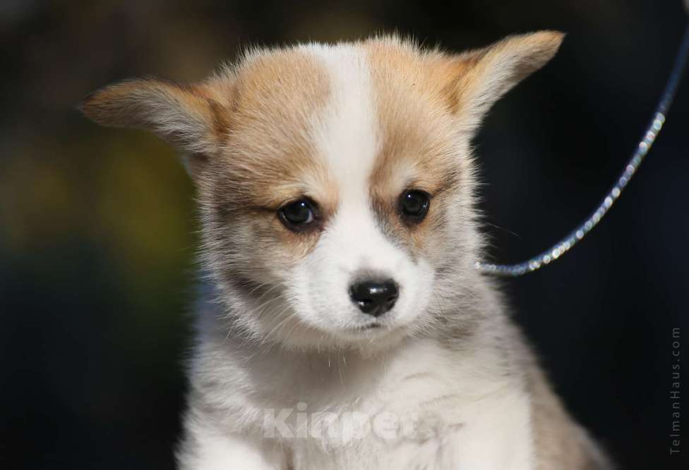 Собаки в Ростове-на-Дону: Щенки вельш корги пемброк питомник TelmanHaus  Девочка, 70 000 руб. - фото 1