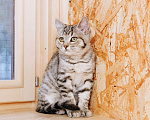 Кошки в Москве: Котенок девочка  Девочка, 100 руб. - фото 1