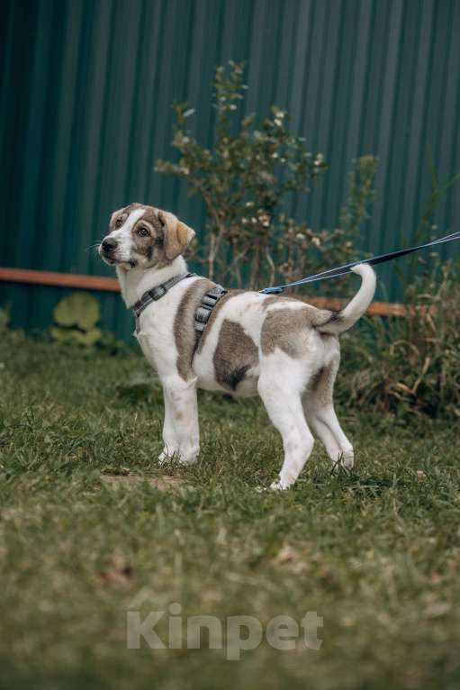 Собаки в Москве: Щенок в добрые руки бесплатно. Собака ищет дом Девочка, Бесплатно - фото 4