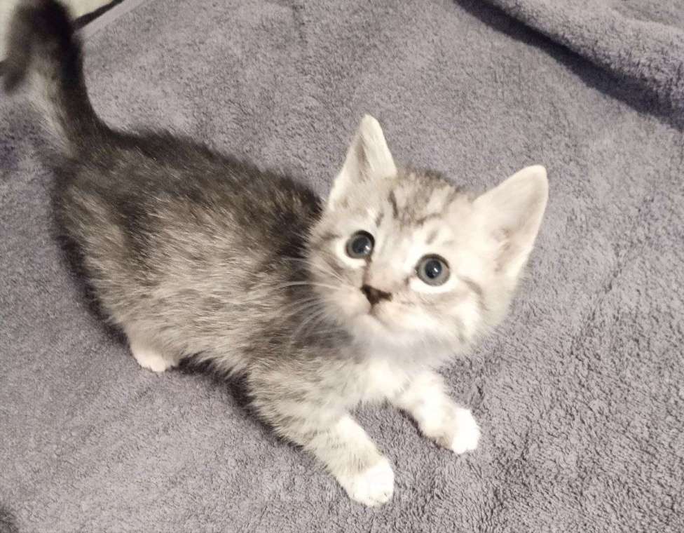 Кошки в Самаре: Котик серый мраморный Мальчик, Бесплатно - фото 2