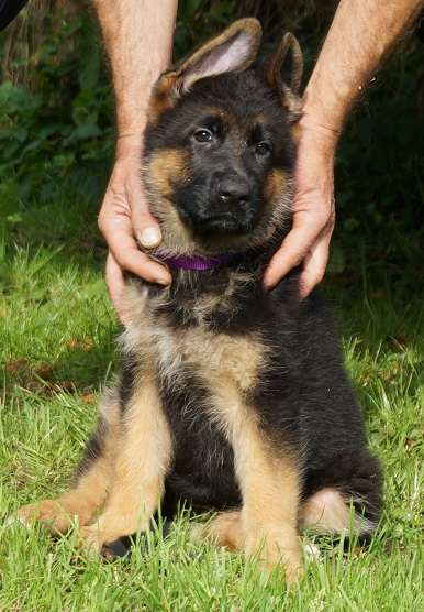 Собаки в Санкт-Петербурге: Щенки немецкой овчарки,  документы РКФ- FCI Мальчик, 45 000 руб. - фото 2