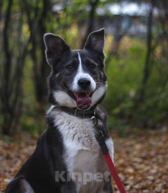 Собаки в Москве: Граф Мальчик, Бесплатно - фото 4