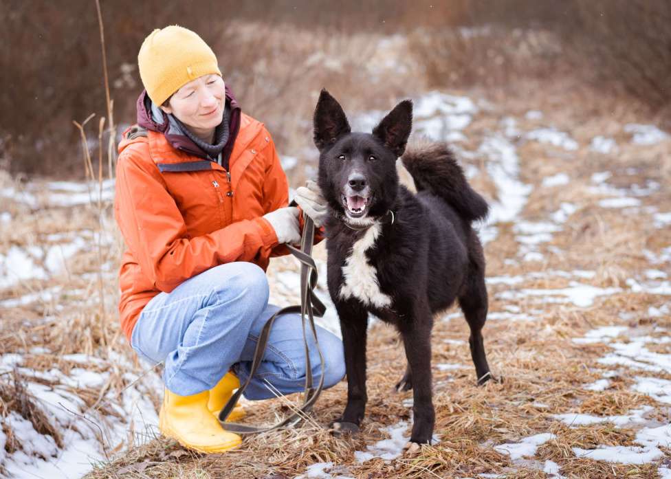 Собаки в Москве: Метис овчарки и лайки Мальчик, Бесплатно - фото 9