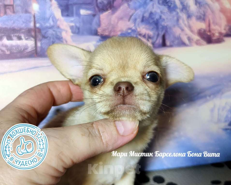 Собаки в Санкт-Петербурге: Мари Мистик Барселона Бона Вита палево соболиная Девочка, 150 000 руб. - фото 1