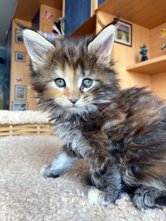 Кошки в Екатеринбурге: Котенок мейн-кун Девочка, 25 000 руб. - фото 3