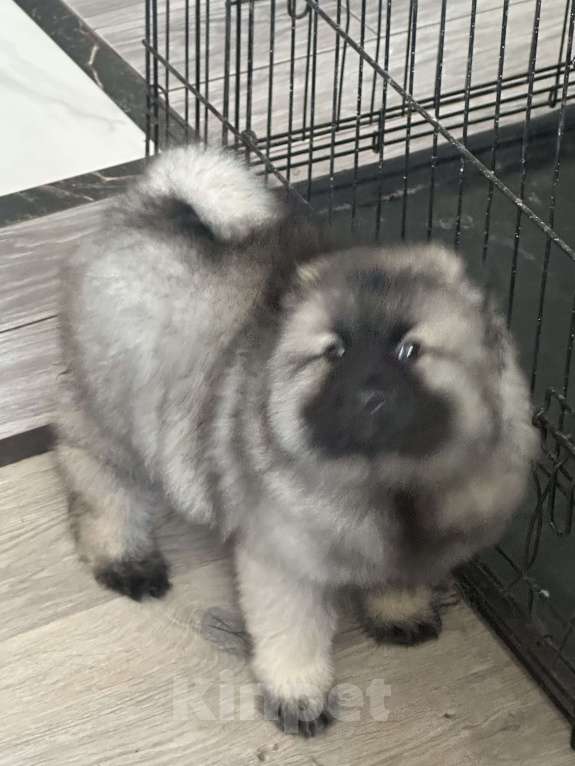 Собаки в Москве: Сука немецкого вольфшпиц кеесхонд Девочка, 100 000 руб. - фото 6