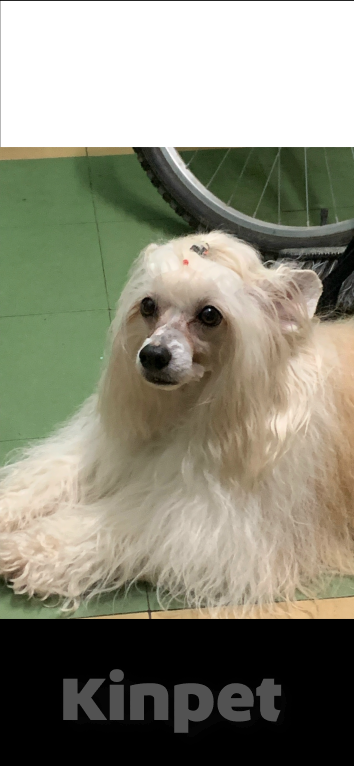 Собаки в Санкт-Петербурге: Щенки китайской хохлатой собаки Разнополые, Бесплатно - фото 8