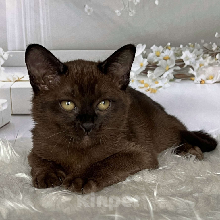 Кошки в Москве: Соболиный бурманский мальчик  Мальчик, 80 000 руб. - фото 9