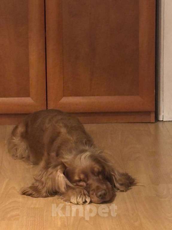 Собаки в Москве: Малышка Латта ищет новый дом Девочка, Бесплатно - фото 3