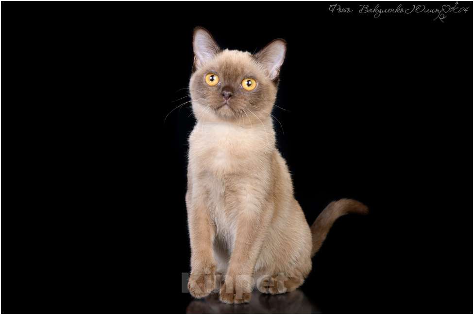 Кошки в Ростове-на-Дону: Американская Бурма котята Мальчик, Бесплатно - фото 2