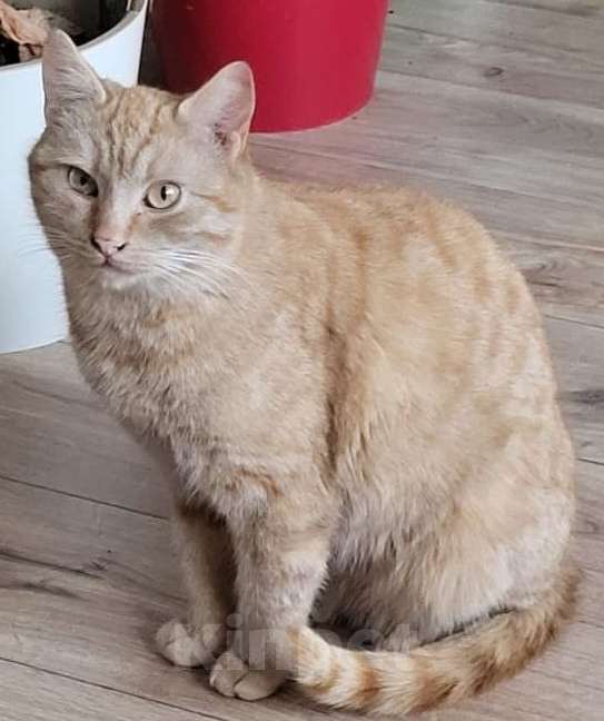 Кошки в Москве: Ириска в добрые руки Девочка, Бесплатно - фото 2