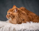 Кошки в Клине: Шуня — тихая кошечка Девочка, Бесплатно - фото 2