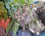 Кошки в Ногинске: Ласковые котята 2 месяца Мальчик, Бесплатно - фото 1