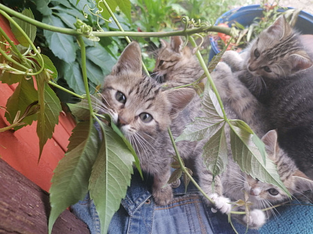 Объявление: Ласковые котята 2 месяца, Бесплатно, Ногинск