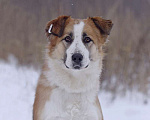 Собаки в Москве: Рыжая красавица Челси в дар Девочка, Бесплатно - фото 1