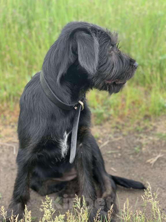 Собаки в Краснодаре: Охотничья помесь ризеншнауцера Девочка, 1 руб. - фото 4