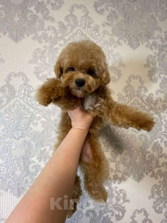 Собаки в Москве: Мальчик Пушон Мальчик, 200 000 руб. - фото 3