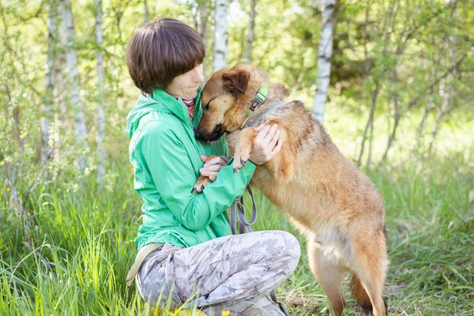Собаки в Москве: Собака-липучка, компаньон, который везде следует за человеком. Мальчик, Бесплатно - фото 8