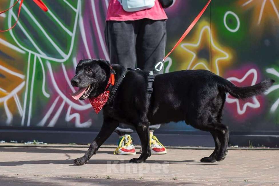 Собаки в Москве: Дружелюбный Неро ищет дом и семью! Мальчик, Бесплатно - фото 2