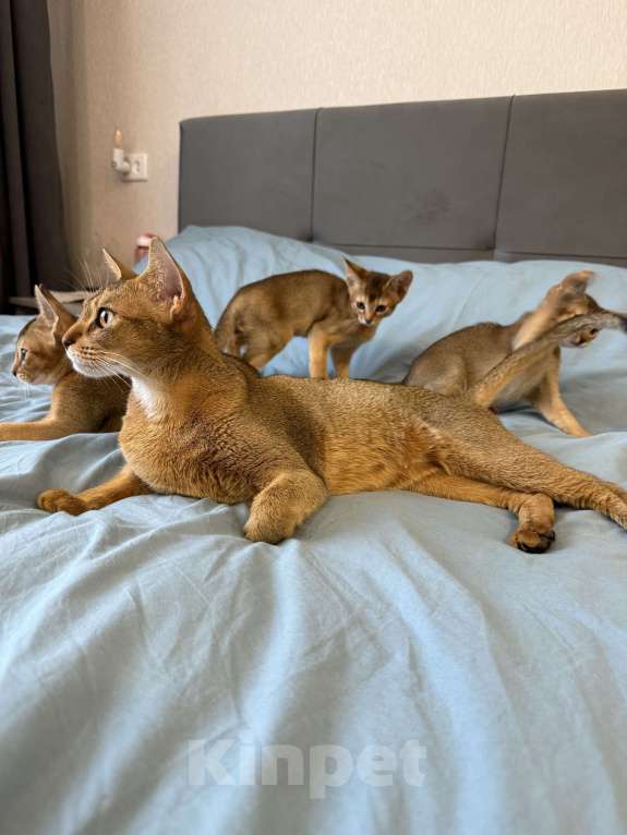 Кошки в Арамиле: Абиссинский котёнок Мальчик, 35 000 руб. - фото 5