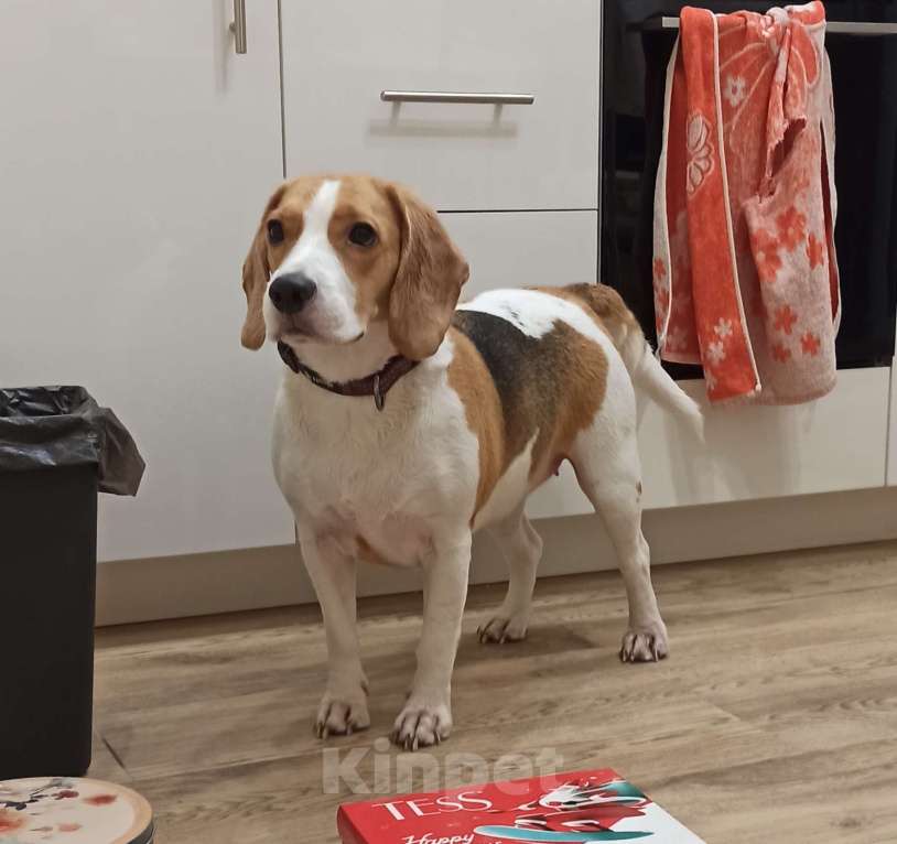 Собаки в Москве: Харти Девочка, Бесплатно - фото 1