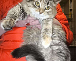 Кошки в Казани: Котенок подросток Девочка, Бесплатно - фото 3