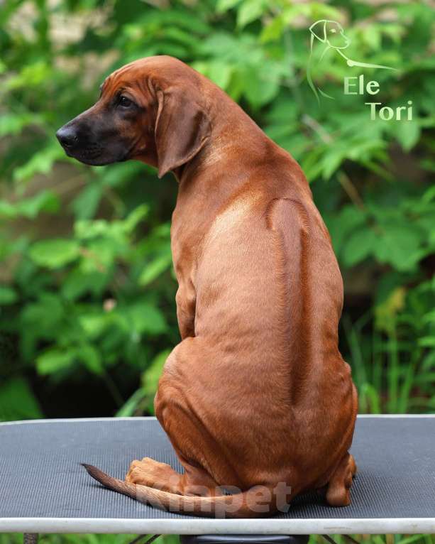 Собаки в Москве: Лучшая девочка родезийского риджбека Девочка, 120 000 руб. - фото 5