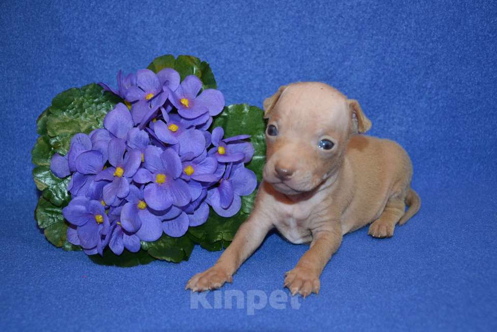 Собаки в Москве: Щенки американского голого терьера  Мальчик, 30 000 руб. - фото 2