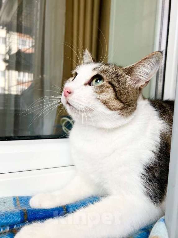 Кошки в Москве: Любопытный котик Зефир в добрые руки Мальчик, Бесплатно - фото 4