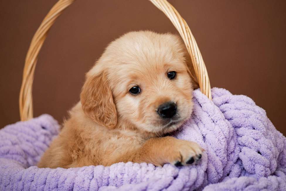 Собаки в Москве: щенки золотистого рнтривера Разнополые, Бесплатно - фото 4