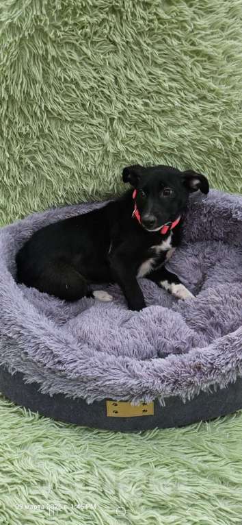 Собаки в Санкт-Петербурге: Щеночек с короткими лапками Девочка, Бесплатно - фото 5