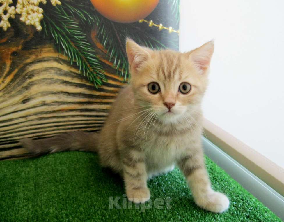 Кошки в Ставрополе: Котенок кремовый Девочка, 10 000 руб. - фото 1
