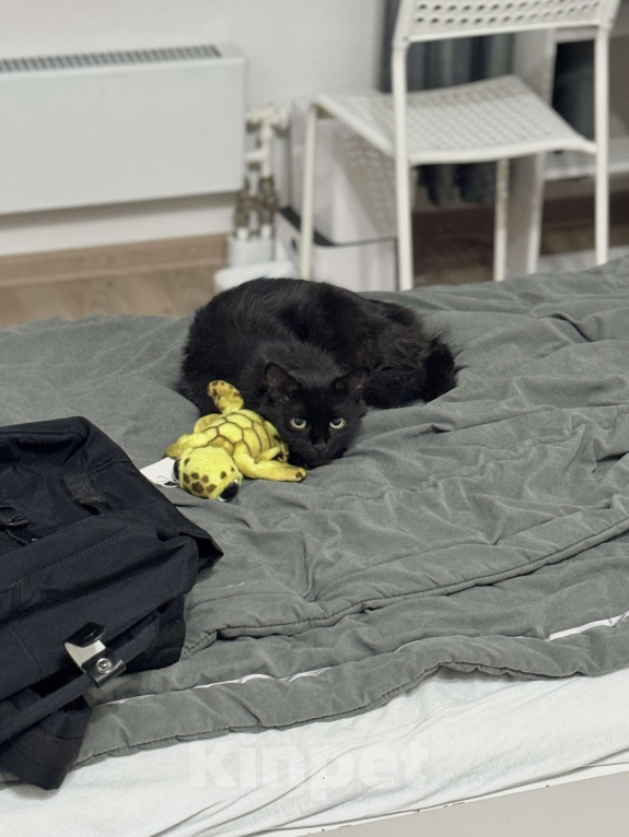 Кошки в Москве: Лилька - кошка, которая выжила Девочка, Бесплатно - фото 1