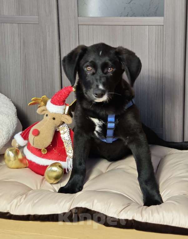 Собаки в Красногорске: Сэм, 5 месяцев в добрые руки  Мальчик, Бесплатно - фото 3