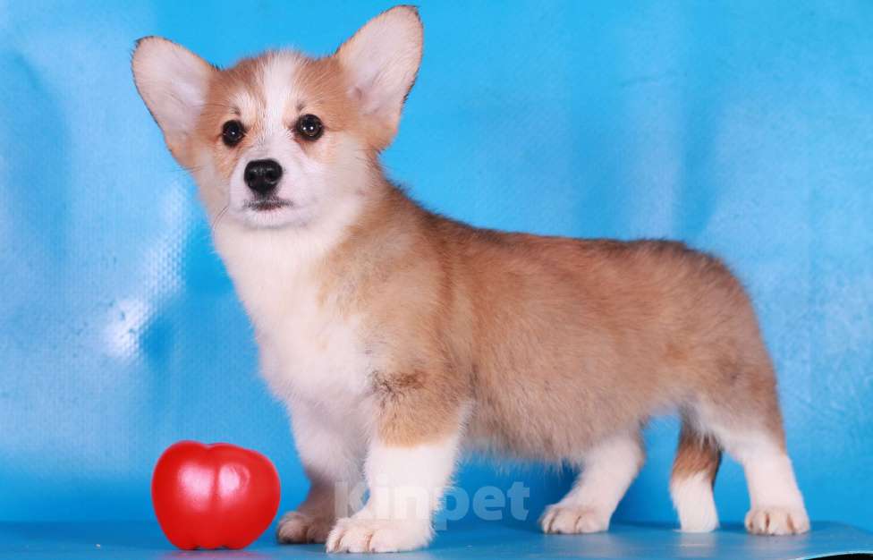 Собаки в Москве: вельш корги пемброк щенки Девочка, 80 000 руб. - фото 6