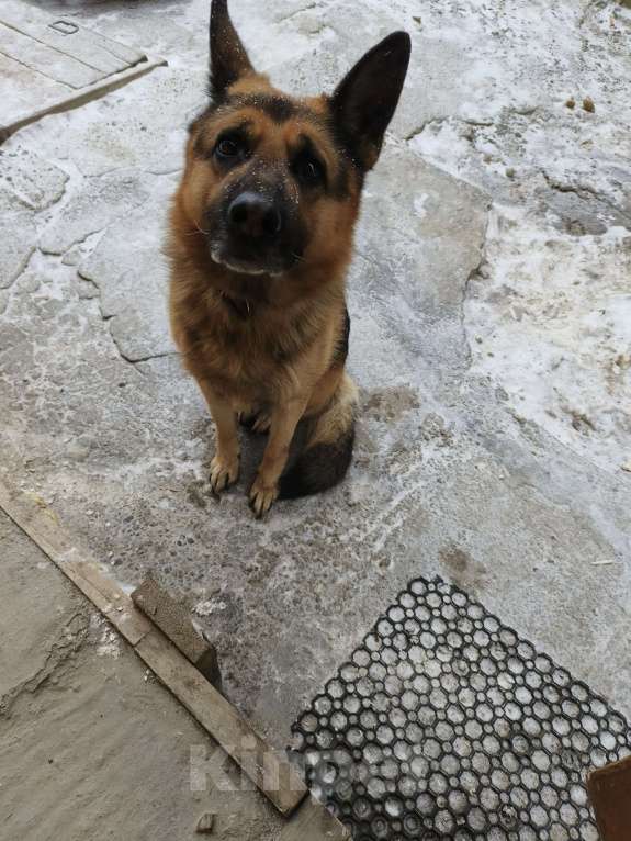 Собаки в Улане-Удэ: В хорошие руки Мальчик, Бесплатно - фото 2