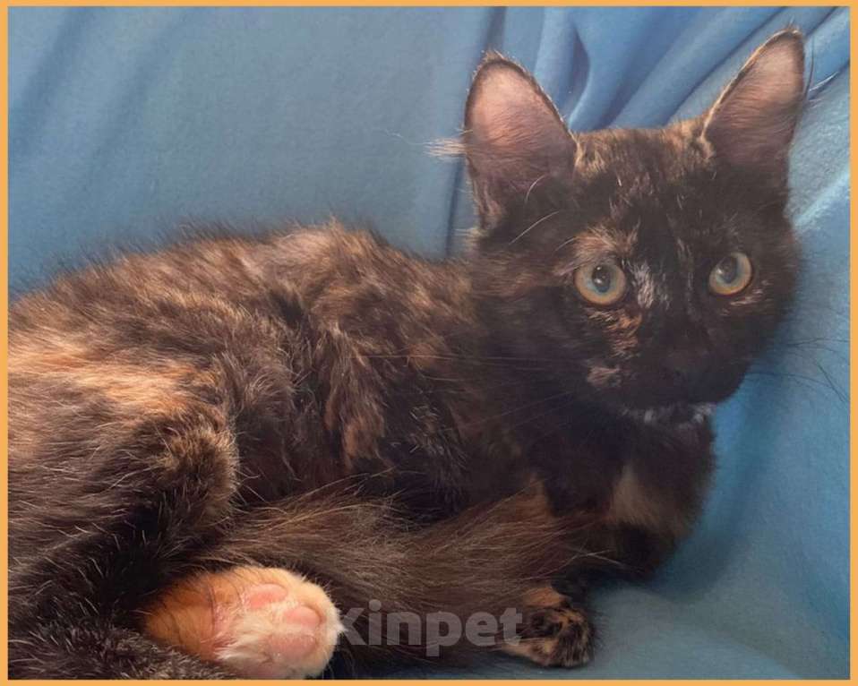 Кошки в Москве: Суперласковая котенок-девочка Саманта в добрые руки Девочка, Бесплатно - фото 2