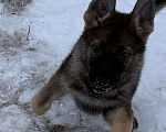 Собаки в Сургуте: Продается подросток немецкой овчарки рабочее разведение Мальчик, Бесплатно - фото 1