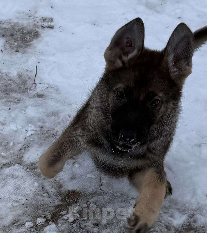 Собаки в Сургуте: Продается подросток немецкой овчарки рабочее разведение Мальчик, Бесплатно - фото 1