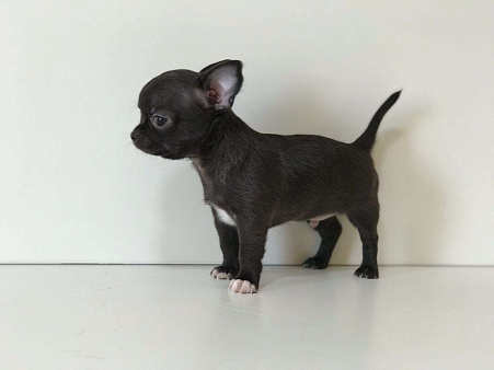 Объявление: Продаётся гладкошерстный щенок породы Чихуахуа, 25 000 руб., Самара