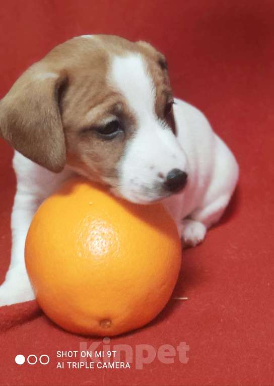 Собаки в других городах Московской области: Джек Рассел терьер щенок  Мальчик, 35 000 руб. - фото 1