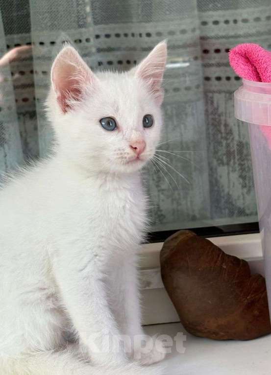 Кошки в Москве: Белый котенок в добрые руки  Мальчик, Бесплатно - фото 2