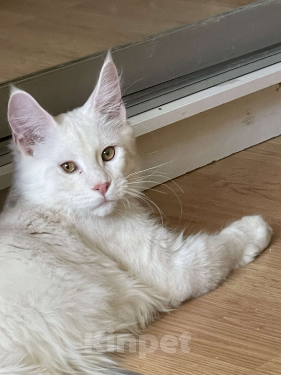 Кошки в Москве: Пушистый ангел для вашего настроения Мальчик, 60 000 руб. - фото 1