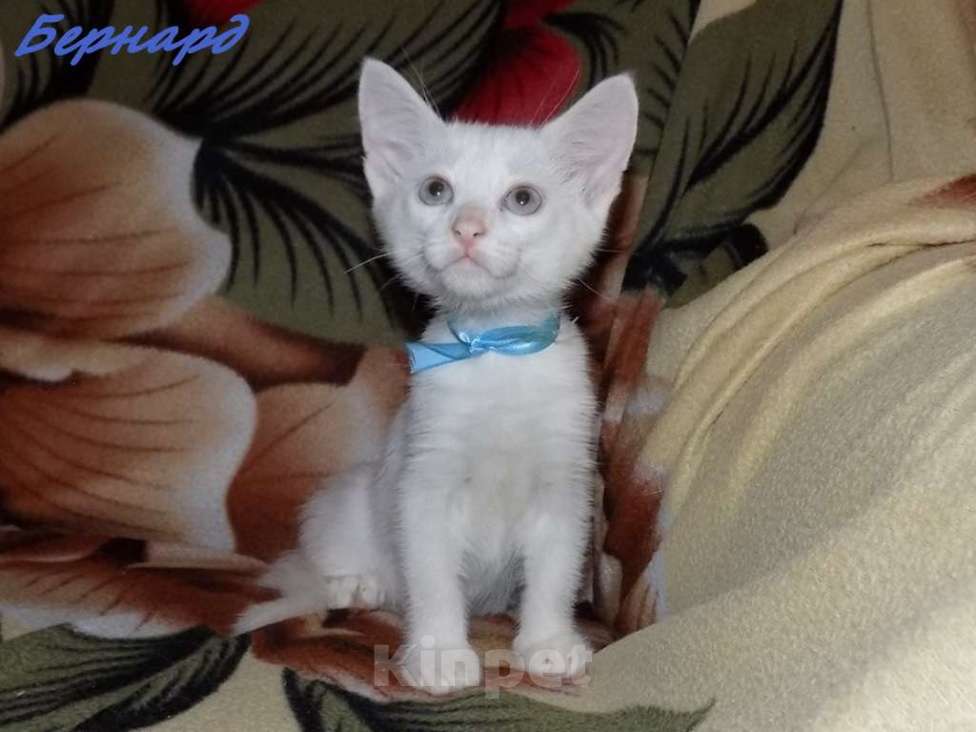 Кошки в Москве: Анатолийские котята (гладкошерстная ангора) Девочка, 8 000 руб. - фото 8