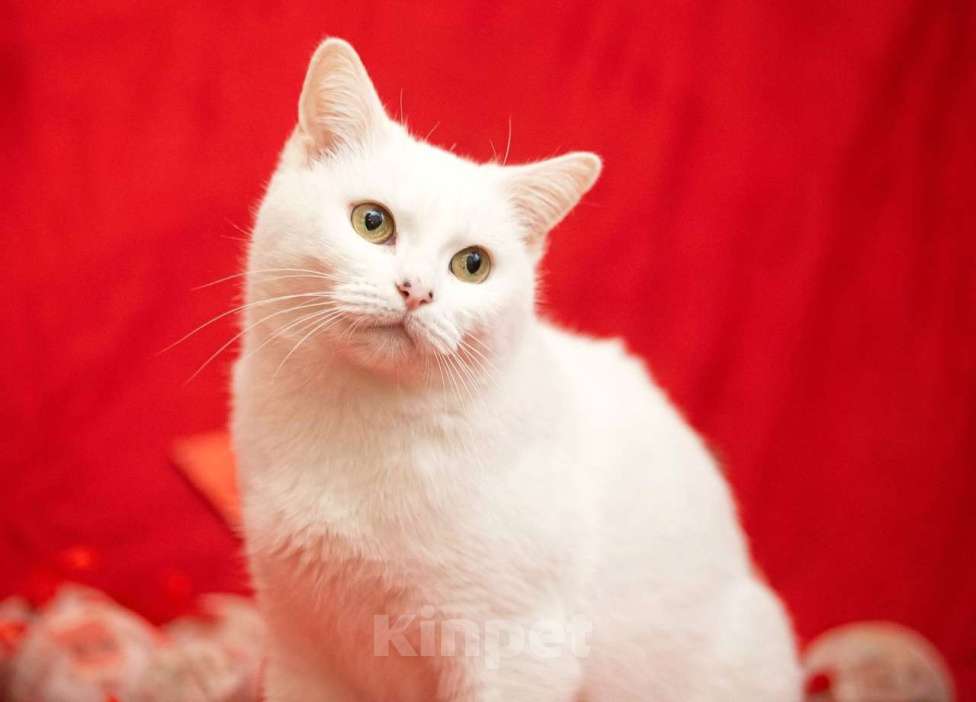 Кошки в Москве: белоснежная красавица ищет дом Девочка, 10 руб. - фото 3