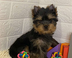 Собаки в Москве: продаётся щенок йоркширского  терьера  Мальчик, 48 000 руб. - фото 2
