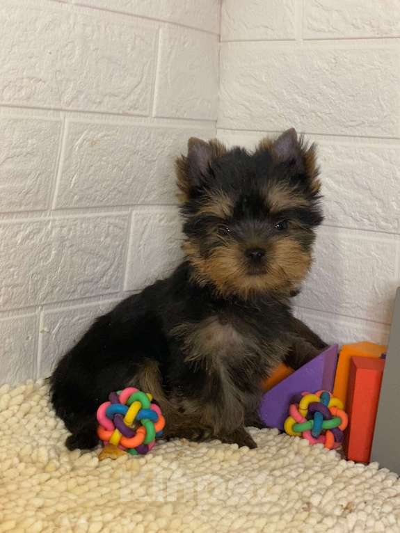 Собаки в Москве: продаётся щенок йоркширского  терьера  Мальчик, 48 000 руб. - фото 2