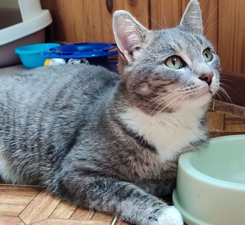 Кошки в Москве: Ищем надежного друга для Тома.  Мальчик, Бесплатно - фото 6