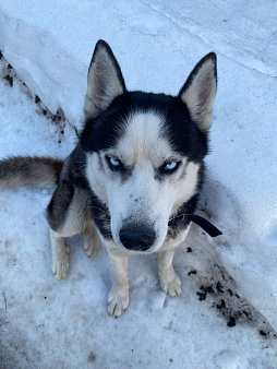 Нашли собаку